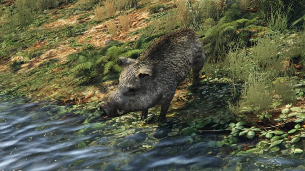 Boar