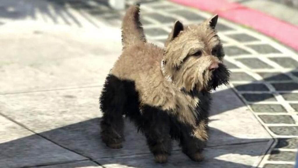 West Highland Terrier