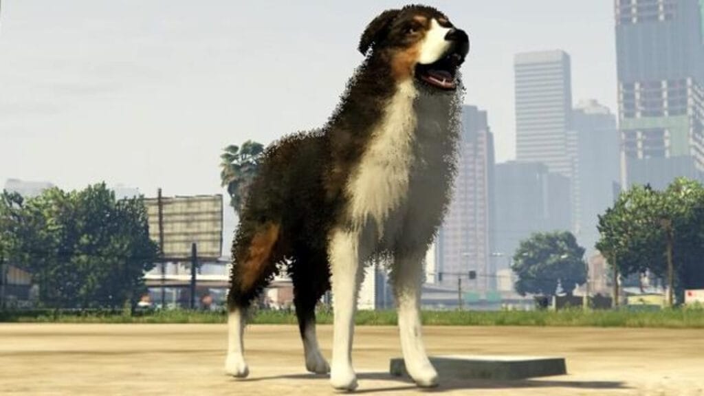 Border Collie