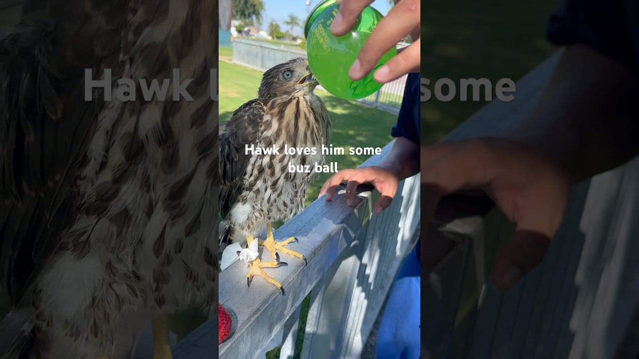Hawk loves buzz ball 🍹 #viral