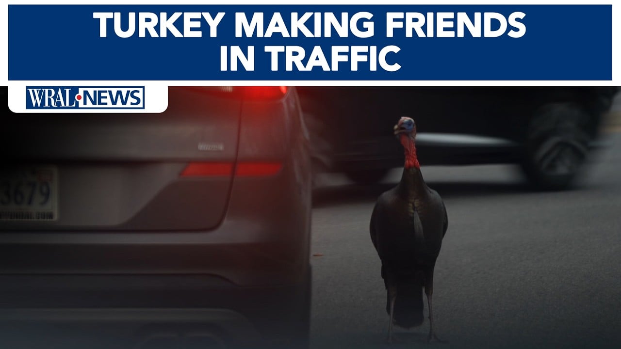 'Gary owns this intersection'