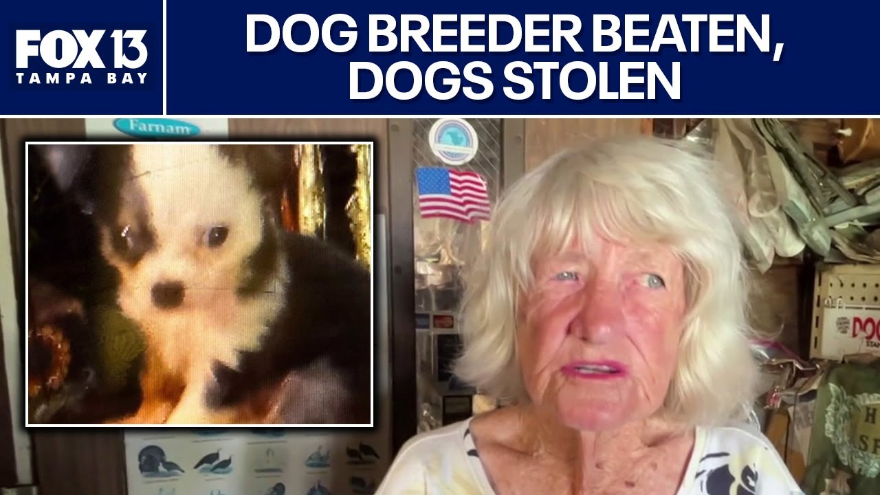 Florida dog breeder beaten trying to stop thieves