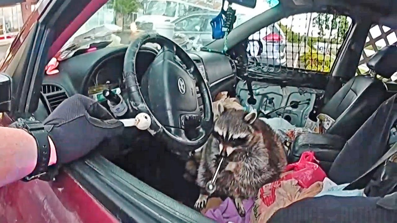 Police Find Raccoon With Meth Pipe in its Mouth During Ohio Traffic Stop