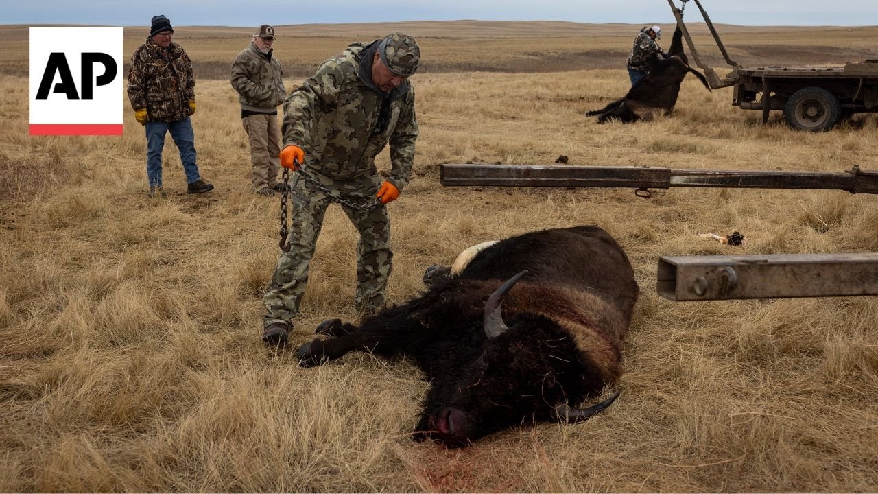 Tribes that restored buffalo are killing some to feed people because of shutdown