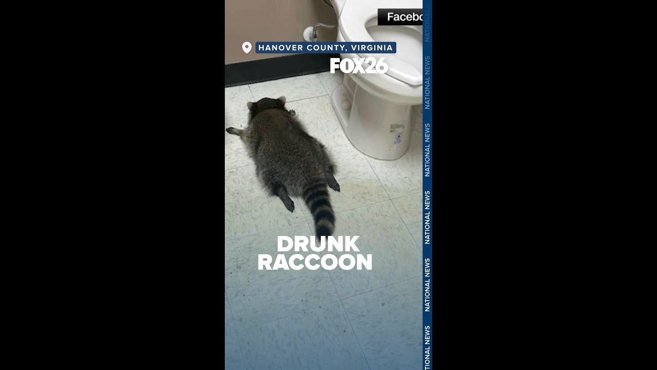 'DRUNK' RACCOON RAIDS LIQUOR STORE, PASSES OUT?