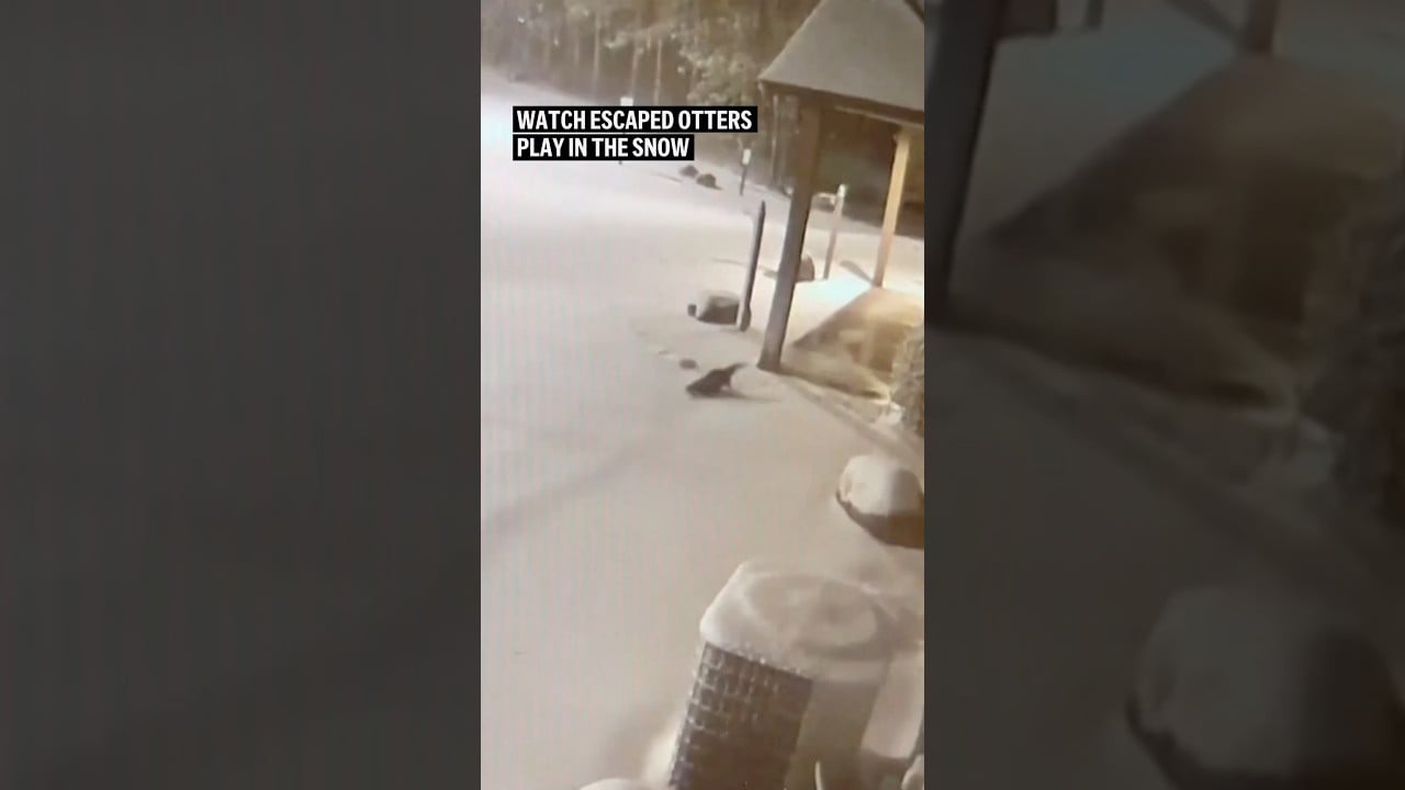 Watch escaped otters play in the snow