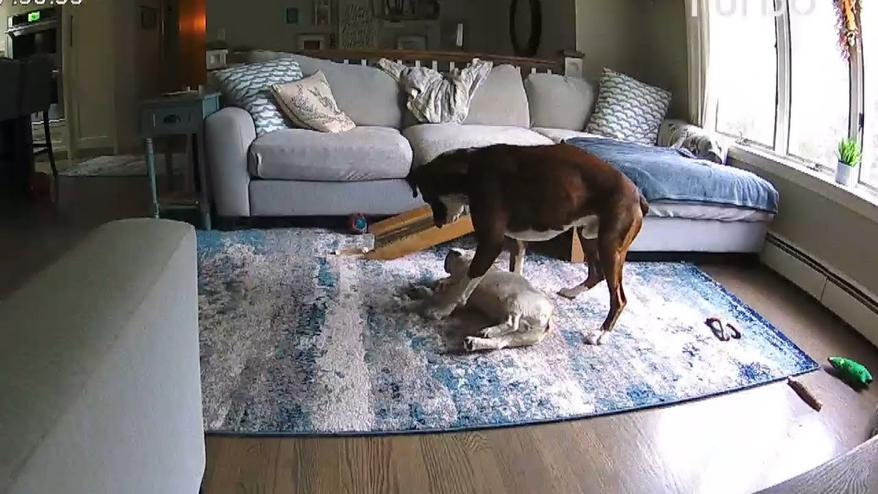 Dog Saves His Dog Best Friend's Life