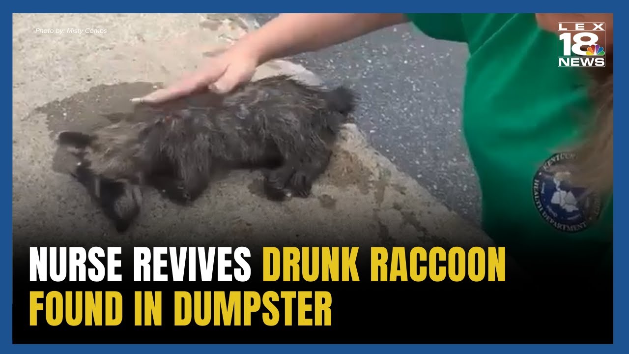 Kentucky Nurse Revives Drunk Raccoon With CPR