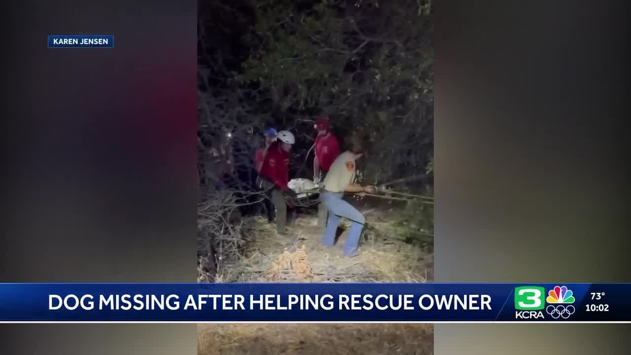 Heroic dog who led rescuers to California woman with dementia still missing