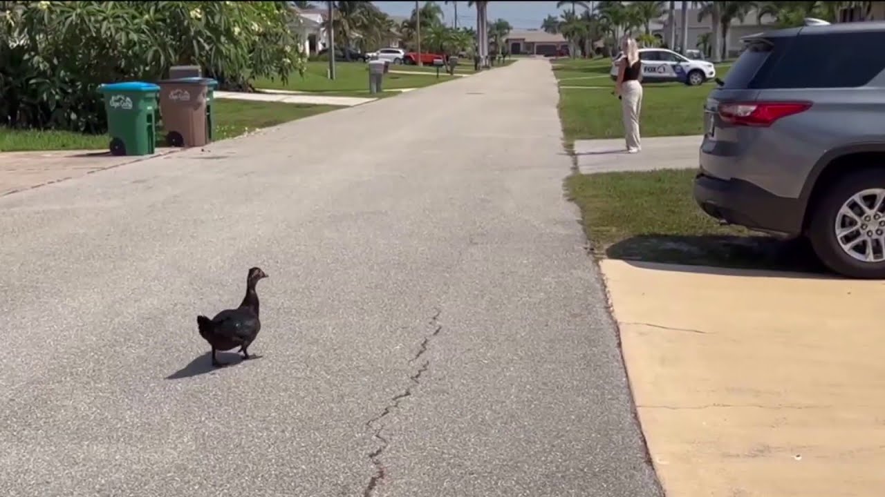 Duck terrorizes neighbors in Florida; 1 sent to hospital