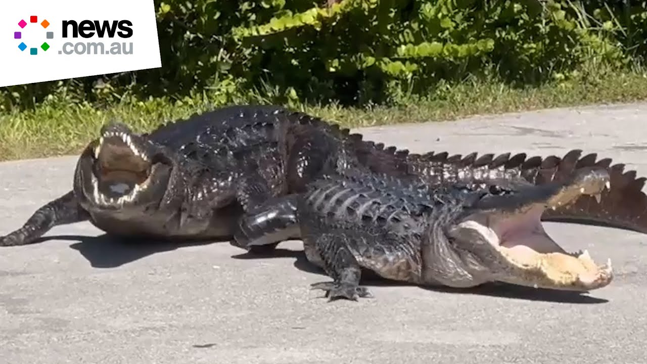 Crocodile and alligator seen battling it out on sidewalk