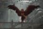 Hogwarts Legacy: How to Complete Phoenix Rising