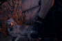 Can You Save the Dog in Resident Evil 4 Remake?