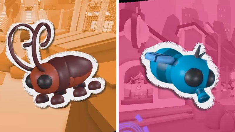 Common Urban Egg Pets