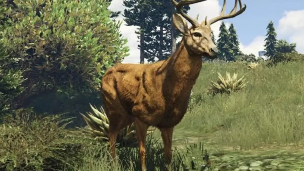 Deer