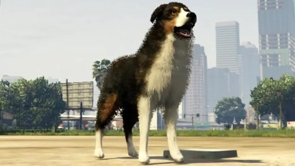 Border Collie