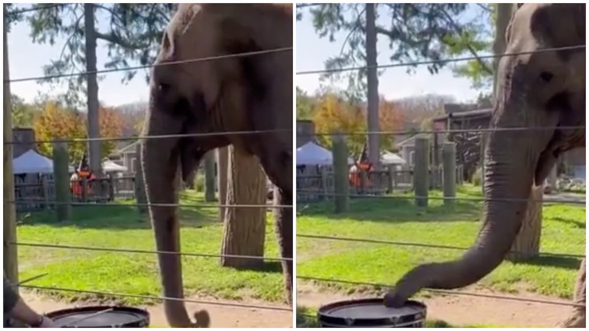 Adorable Elephant Learns to Play Music on a Drum: ‘Those Little Squeals!!!’