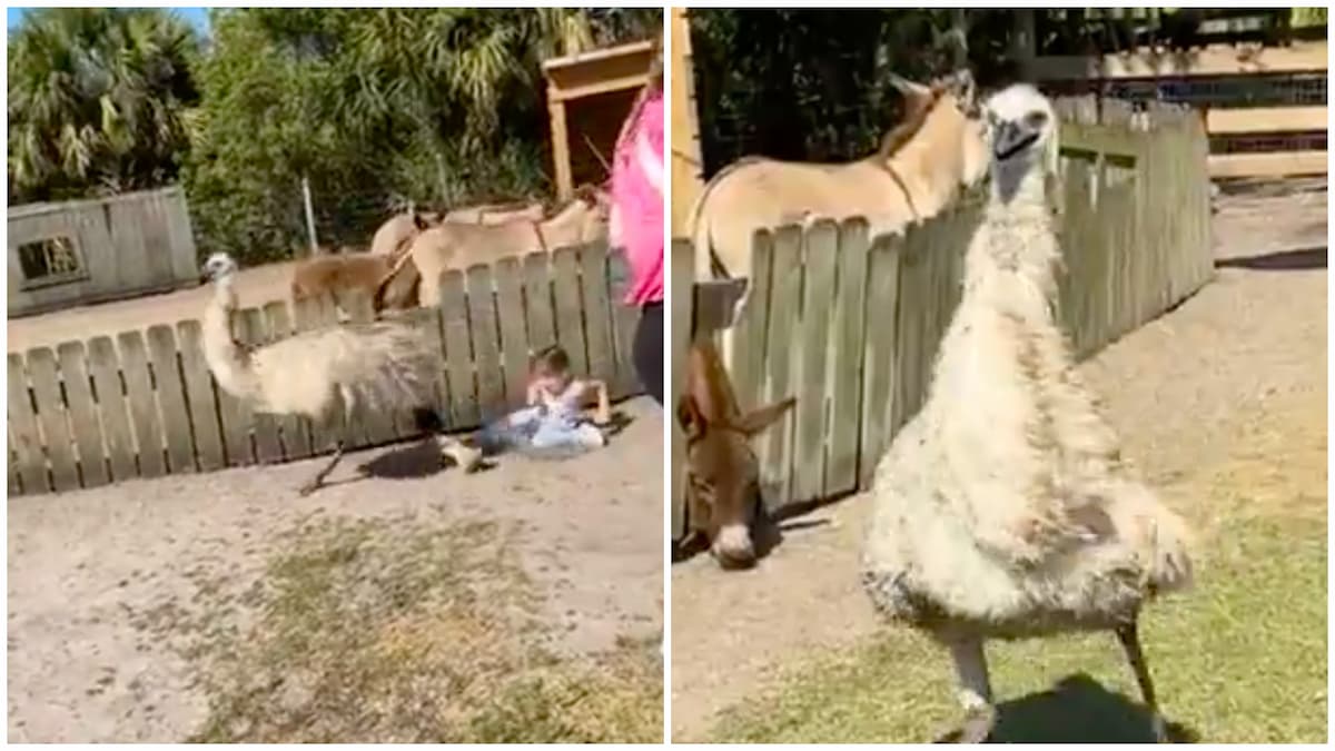 Hilarious Clip of Emus Upsetting Kids at a Petting Zoo Goes Viral: ‘This Bird Is Having the Time of His Life While Terrorising the Children’