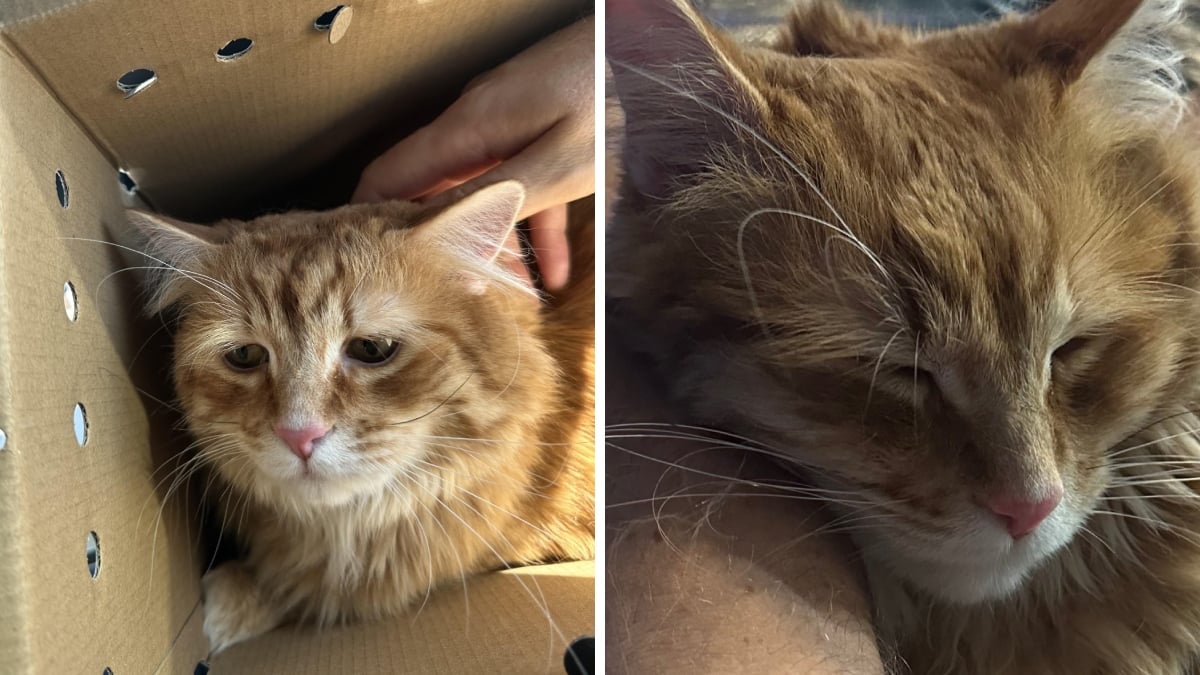 Redditor Missed Their Cat After It Passed Away, “So I Adopted the Saddest Cat at the Shelter,” and Now It is Melting Everyone’s Hearts