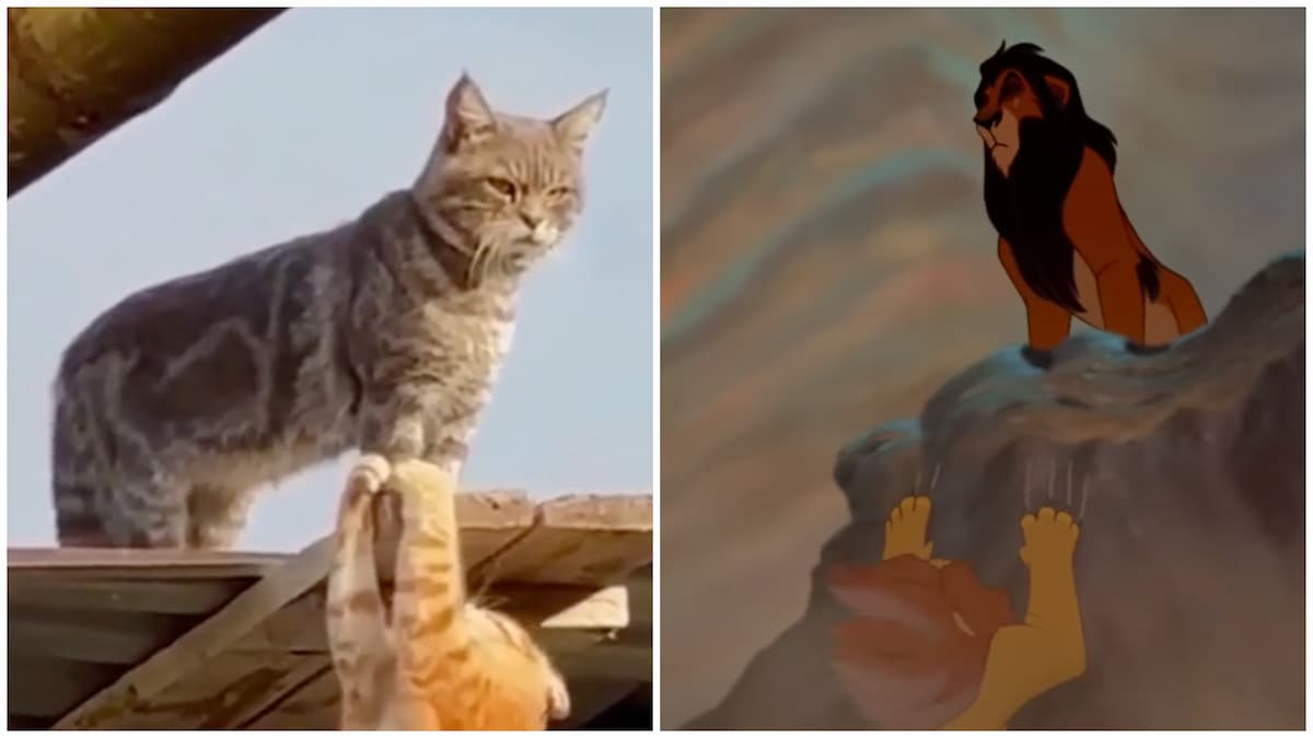 Cats Recreate Iconic Disney Scene in Adorable Viral Clip: ‘The Cameraman Is the Real Villain’