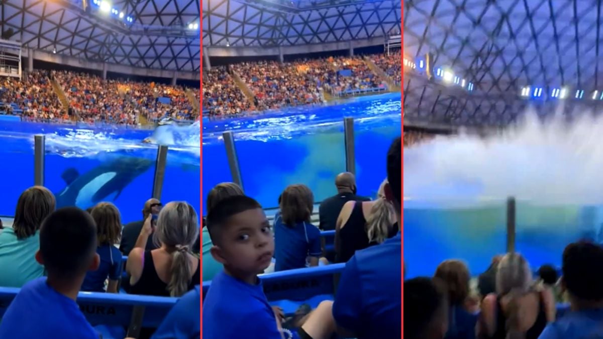 Whale Drops Load at SeaWorld San Antonio, Splash Zone Gets More Than They Bargained For: ‘The Whale Knows Exactly What It Did’