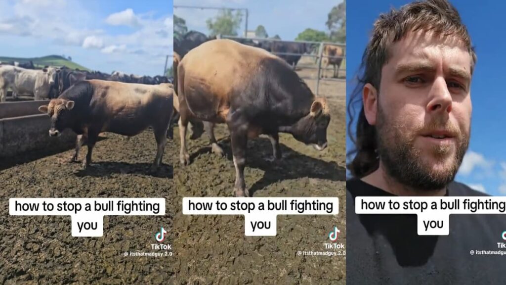 Farmer Uses ‘Turkey Gambit’ to Outwit Charging Bull, Internet Sent Into Hysterics famer uses turkey gambit to spook bull