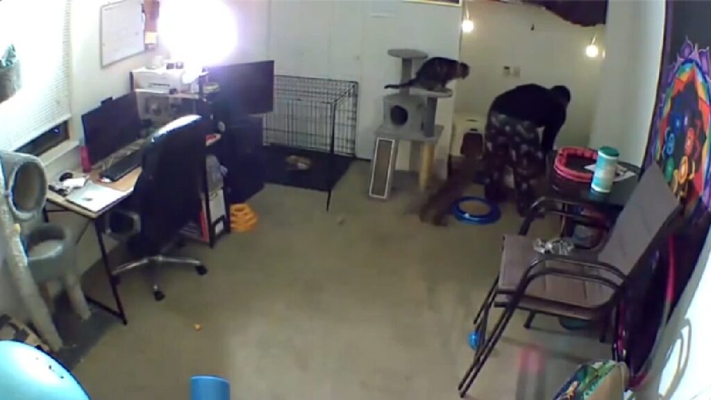 Cat Goes Psycho on Poor Guy Changing Litter Trays: ‘Cat Just Woke up and Chose Violence’ cat attack