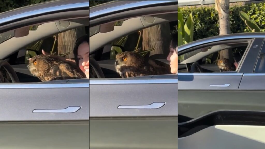 Man Films an Imperious Owl in a Car: So Many Questions owl in a car
