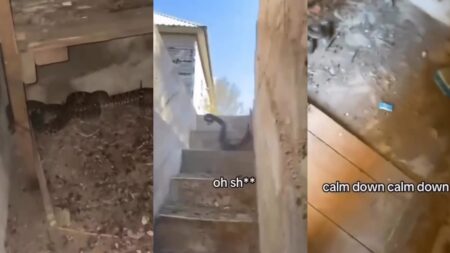 Clever Snakes Ambush Teens After They ‘Walked into the Literal Kill Box: ‘S-S-SURPRISE’ snakes trap teenagers
