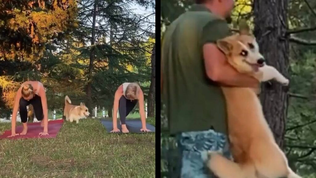Cute Corgi Rampages Through Two Women’s Yoga Session While Escaping From Its Owner: ‘I Regret Nothing!’ Reddit Corgi Yoga escape