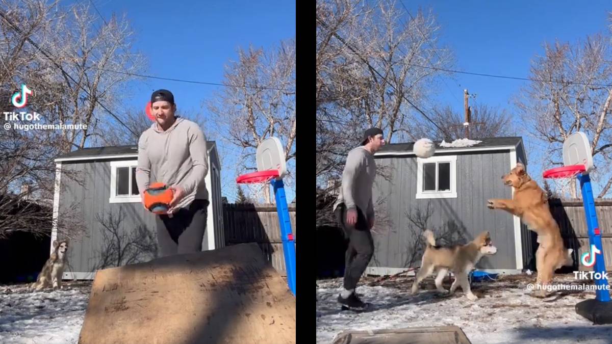 Colorado Dog Influencer Shows The Perfect Landing After a Ball Trick: ‘That’s Goaltending’