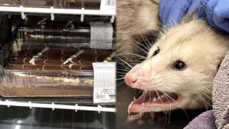 Nebraska Woman Finds Opossum on Her Porch After It Ate an 'Entire Costco Cake'- 'Do What You Must, I Have Already Won'