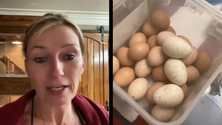 North Carolina Woman Shows That Despite Egg Crisis, People Are Ungrateful: ‘She Turned Up Her Nose at Free Yard Eggs’ North Carolina Free Eggs