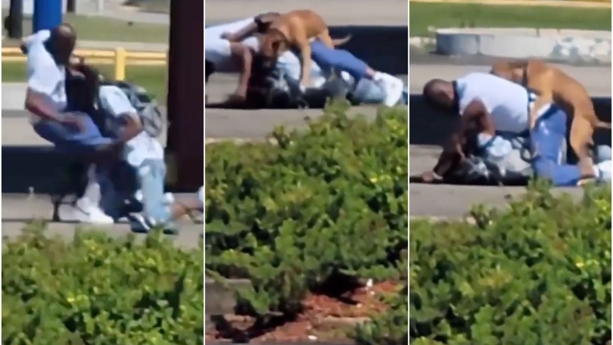 Viral Atlanta Clip Shows ‘Inter-Species Threesome’ as Two Dudes & a Dog Brawl in Broad Daylight: ‘Best Video on the Internet Ever!’