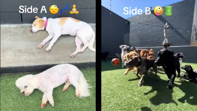 California Dog Daycare energy