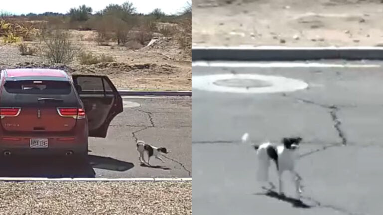 Heartless Act: Arizona Resident Caught on Camera Abandoning Pet: ‘What Is Wrong With People’ Heartless Act: Arizona Resident Caught on Camera Abandoning Pet: ‘What Is Wrong With People'