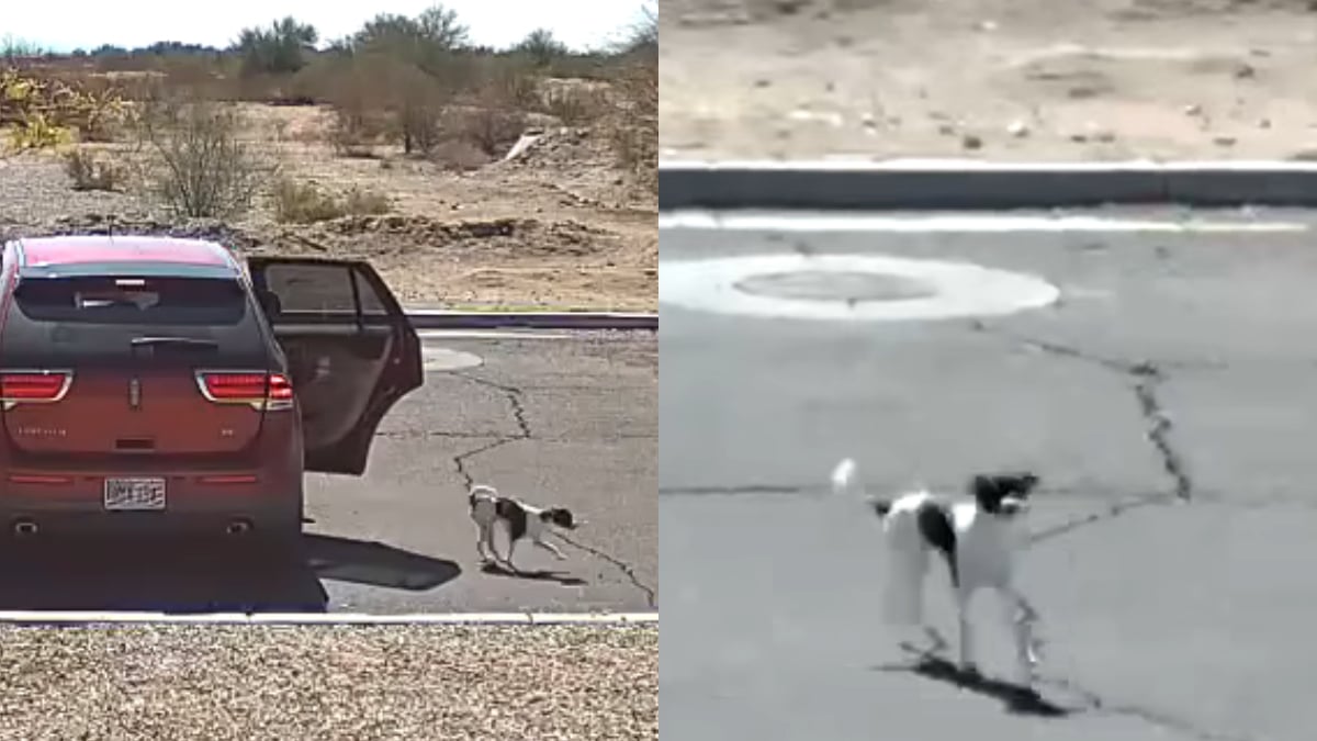 Heartless Act: Arizona Resident Caught on Camera Abandoning Pet: ‘What Is Wrong With People’