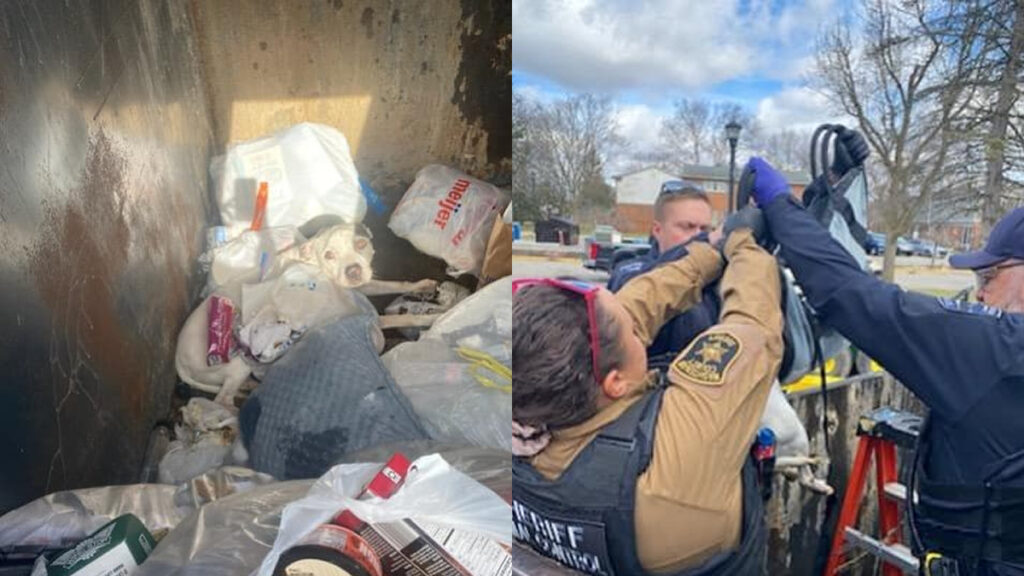 Michigan Dog With Giant Tumor Rescued From Filthy Dumpster: ‘What Is Wrong With People’ Michigan Dog With Giant Tumor Rescued From Filthy Dumpster by Humane Society of Huron Valley: ‘What Is Wrong With People'
