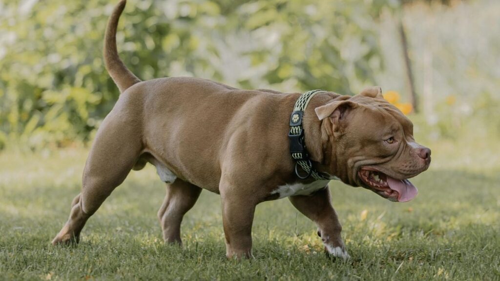 Pitbull on grass