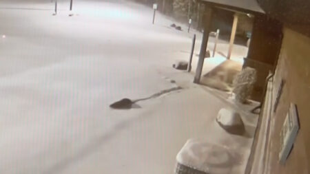 Wisconsin Zoo’s Otter Duo Escapes During Snowstorm, Enjoys Snowy Frolics: ‘We Otter Here'