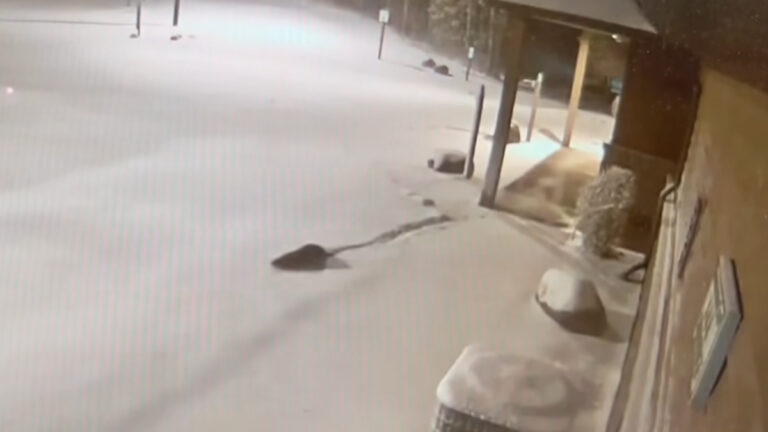Wisconsin Zoo’s Otter Duo Escapes During Snowstorm, Enjoys Snowy Frolics: ‘We Otter Here'