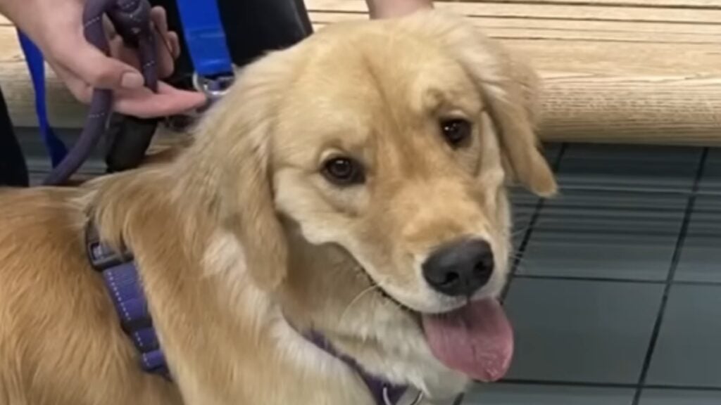 Cats Rescue Virginia Family’s Doggy Mix Up: ‘The Epitome of Living in the Moment’ Virgina family takes wrong dogs home from daycare.