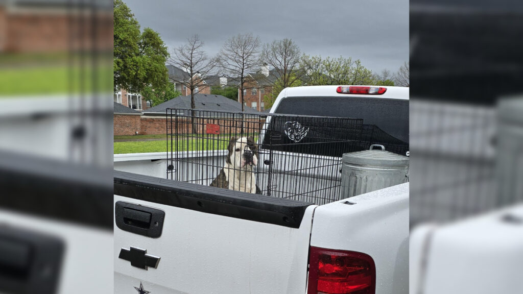 Dallas Driver Abandoned a Dog in the Back of Their Truck for Hours, and the Authorities Responded Quickly: ‘Texas, in General, Is Very Cruel to Pets’ Dallas Dog in a Truck