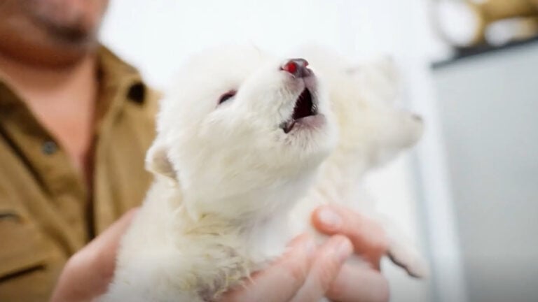 Texas Scientists Bring Back the Dire Wolf After 10,000 Years: ‘Now We Give Them to the Stark Children'
