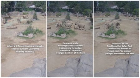 Elephants in San Diego Zoo form a circle of trust during earthquake