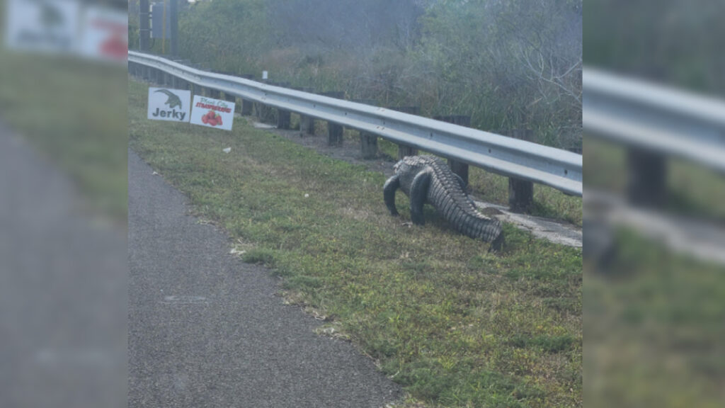 Florida Alligator Seen Crawling Toward a Jerky Sign, ‘He Is Heading Over To Have a Word With the Guy Who Put That Sign Up’ Florida Alligator Jerky Stand