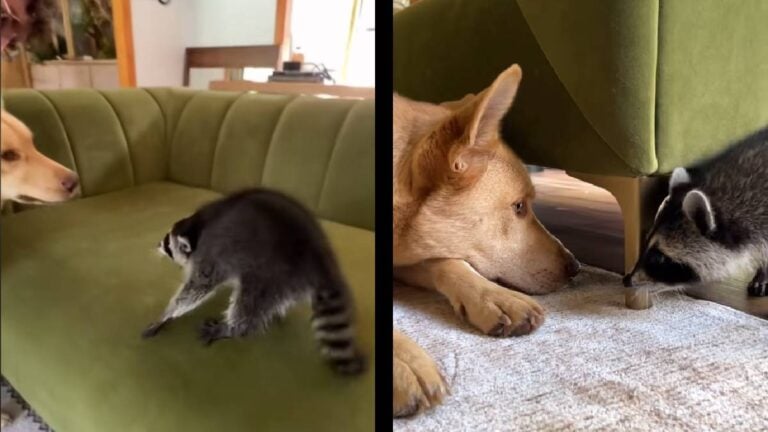 Florida Raccoon Proves That Animals Always Deserve Second Chances: ‘I Feel Like You’re Asking for Trouble’ Florida Raccoon dog