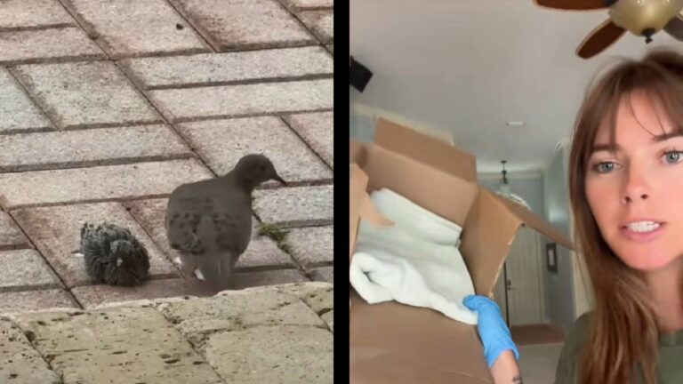 Florida Influencer Gets Caught up in Bird Drama, but She Isn’t Afraid To Take Someone Under Her Wing: ‘This Is My Attempt at a Nest’ Florida baby pigeon nest