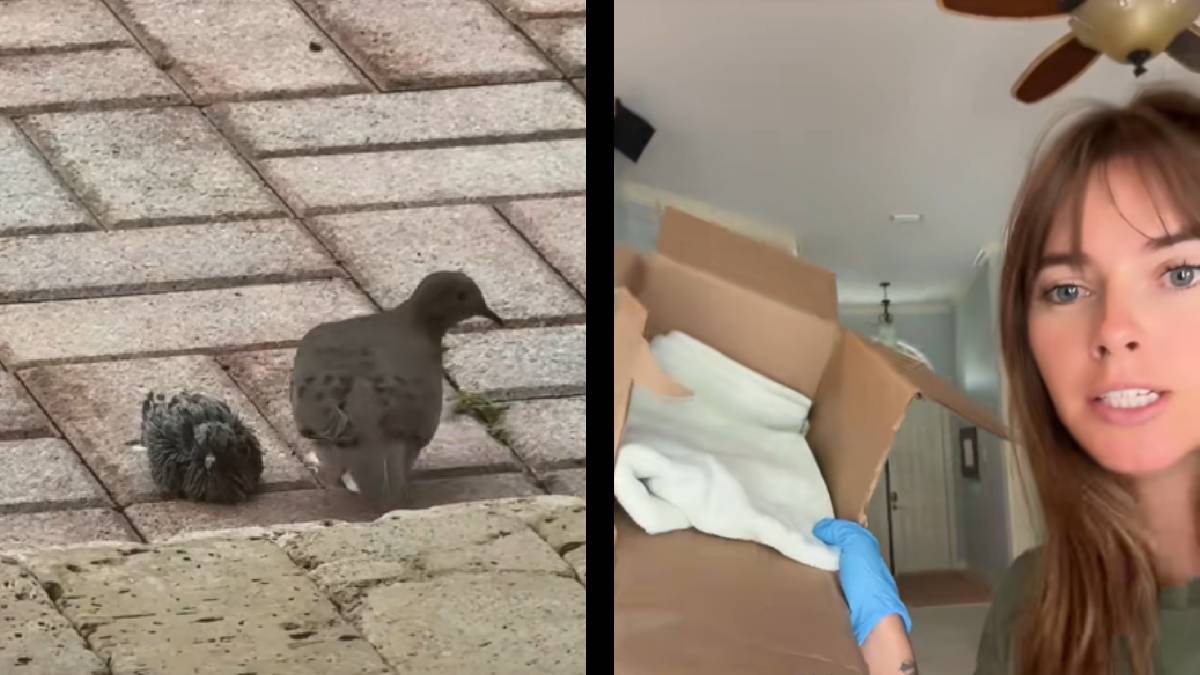 Florida Influencer Gets Caught up in Bird Drama, but She Isn’t Afraid To Take Someone Under Her Wing: ‘This Is My Attempt at a Nest’
