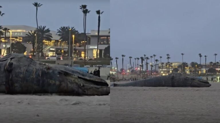 Ginormous Gray Whale Washed Ashore At Huntington Beach But People Are More Concerned About Coachella Than The Environment Gray whale carcass in Huntington Beach